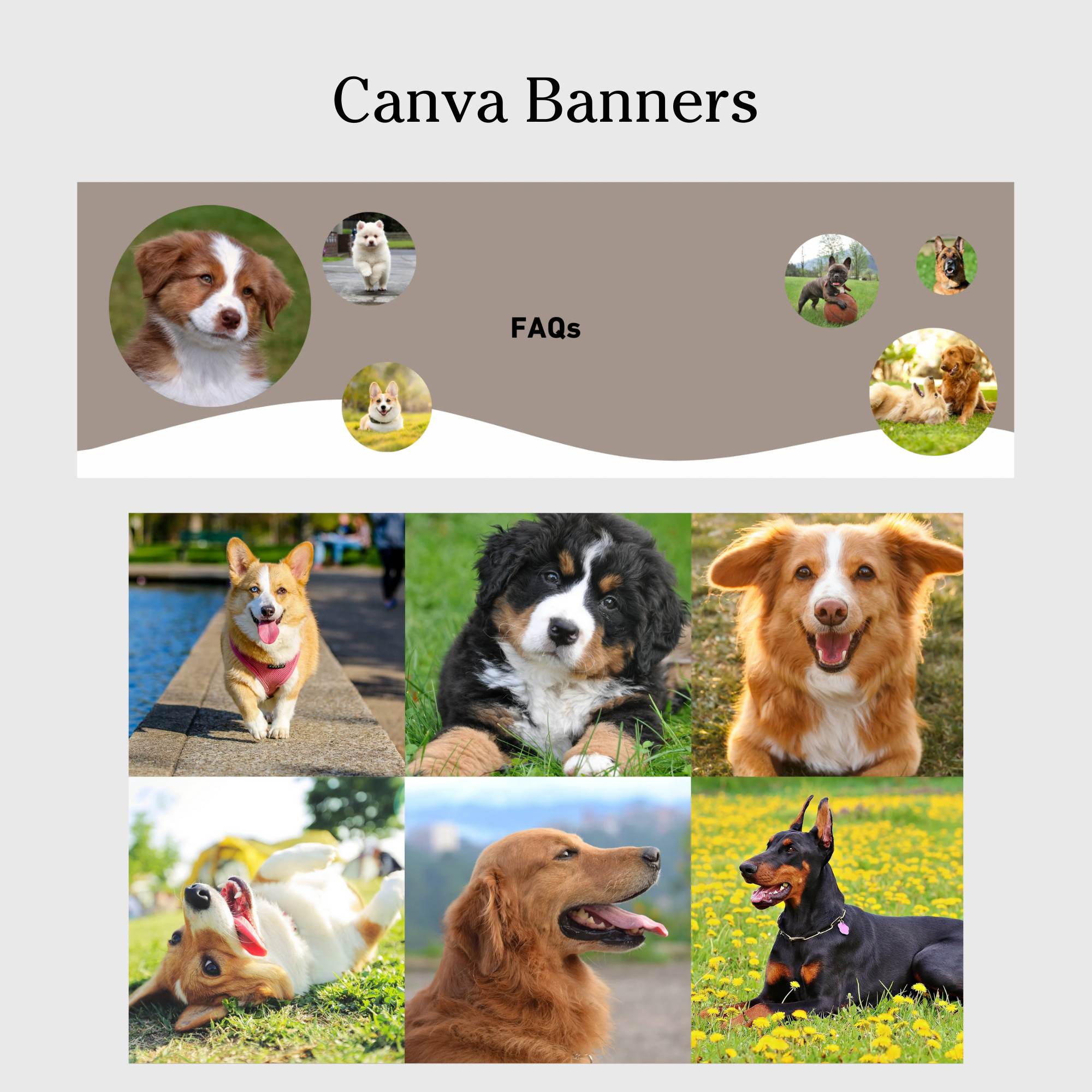 Pet shop modern website template