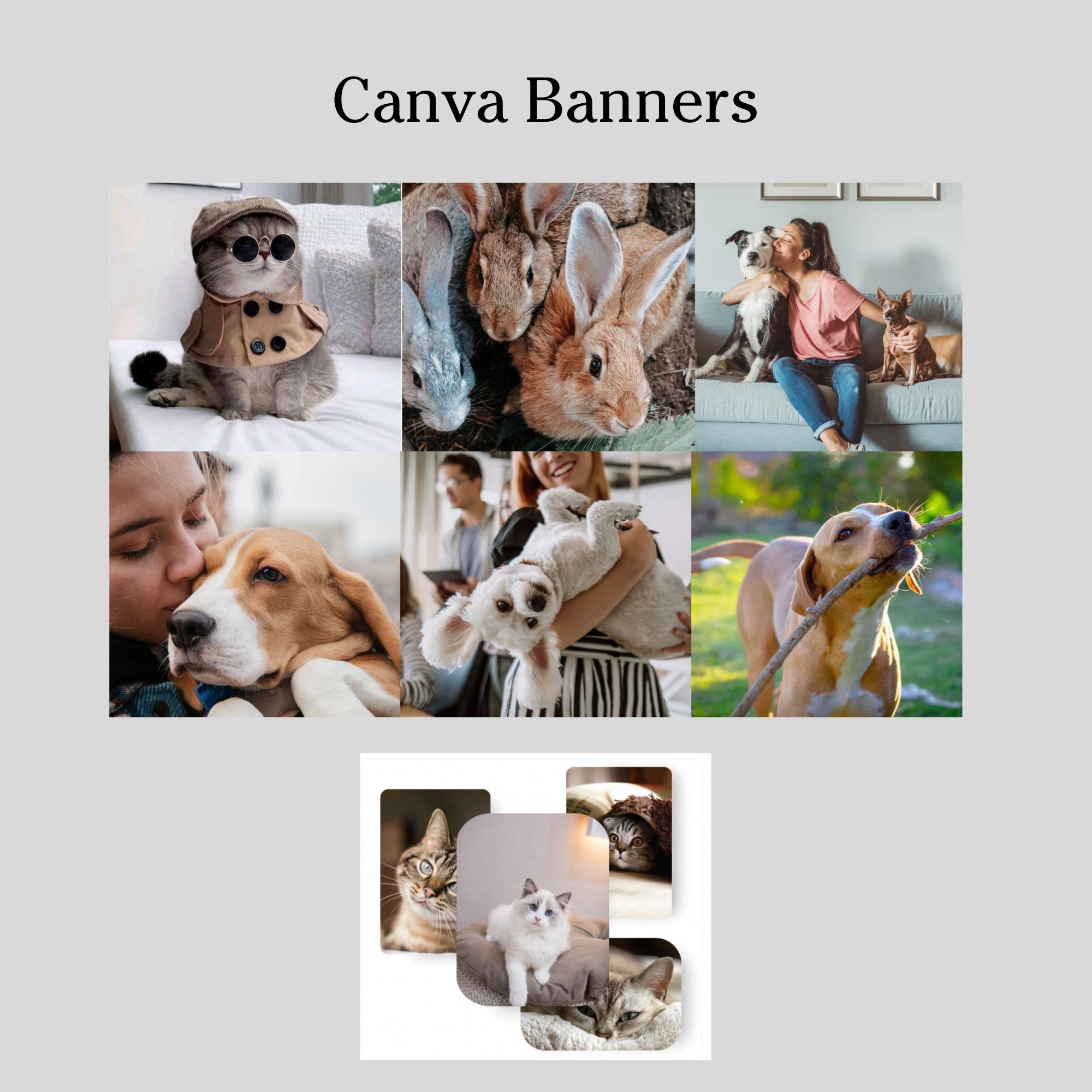 Pet shop website template